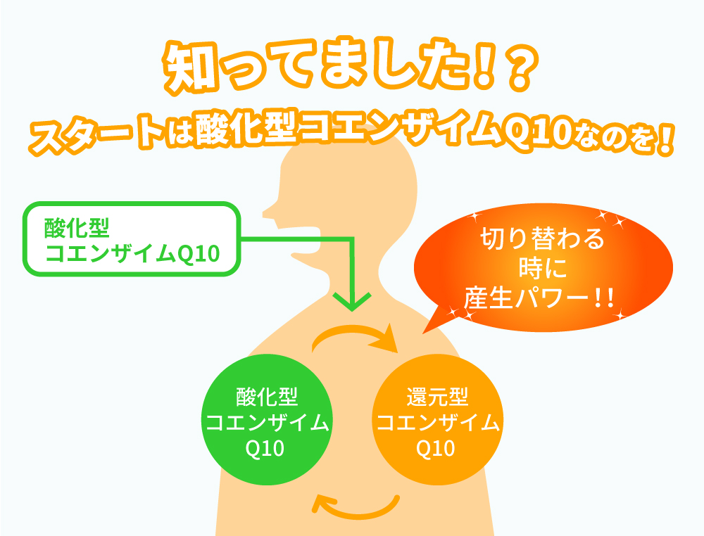 体内吸収は酸化型コエンザイムQ10がスタート